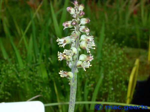 Lachenalia lactosa